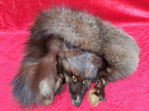 Schöne alte fuchs stola - ,,