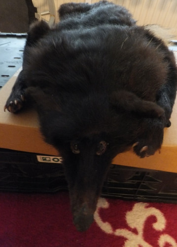 Echtpelz fuchs stola - echtpelz,