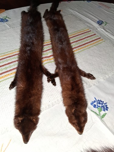 Pelzkragen stola schal 2x - schal,,