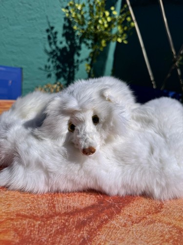 Polarfuchs fuchs stola schal - polarfuchs,
