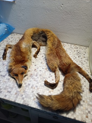 Fuchspelz stola rotfuchs - rotfuchs, fuchs